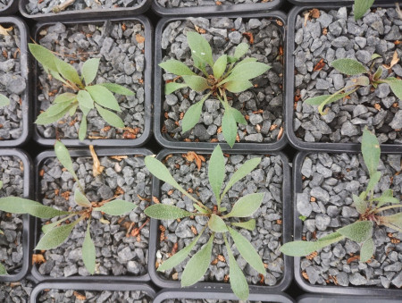 Goniolimon cuspidatum